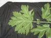 Thumbnail IMG_2424.JPG 