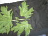 Thumbnail IMG_2425.JPG 