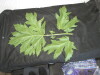 Thumbnail IMG_2426.JPG 