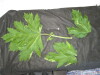 Thumbnail IMG_2427.JPG 