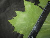 Thumbnail IMG_2431.JPG 