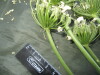 Thumbnail IMG_2434.JPG 
