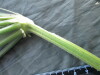 Thumbnail IMG_2435.JPG 