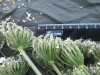 Thumbnail IMG_2436.JPG 