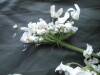 Thumbnail IMG_2437.JPG 
