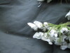 Thumbnail IMG_2438.JPG 