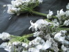 Thumbnail IMG_2439.JPG 