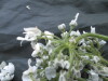 Thumbnail IMG_2440.JPG 