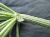 Thumbnail IMG_2441.JPG 