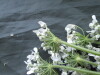 Thumbnail IMG_2442.JPG 