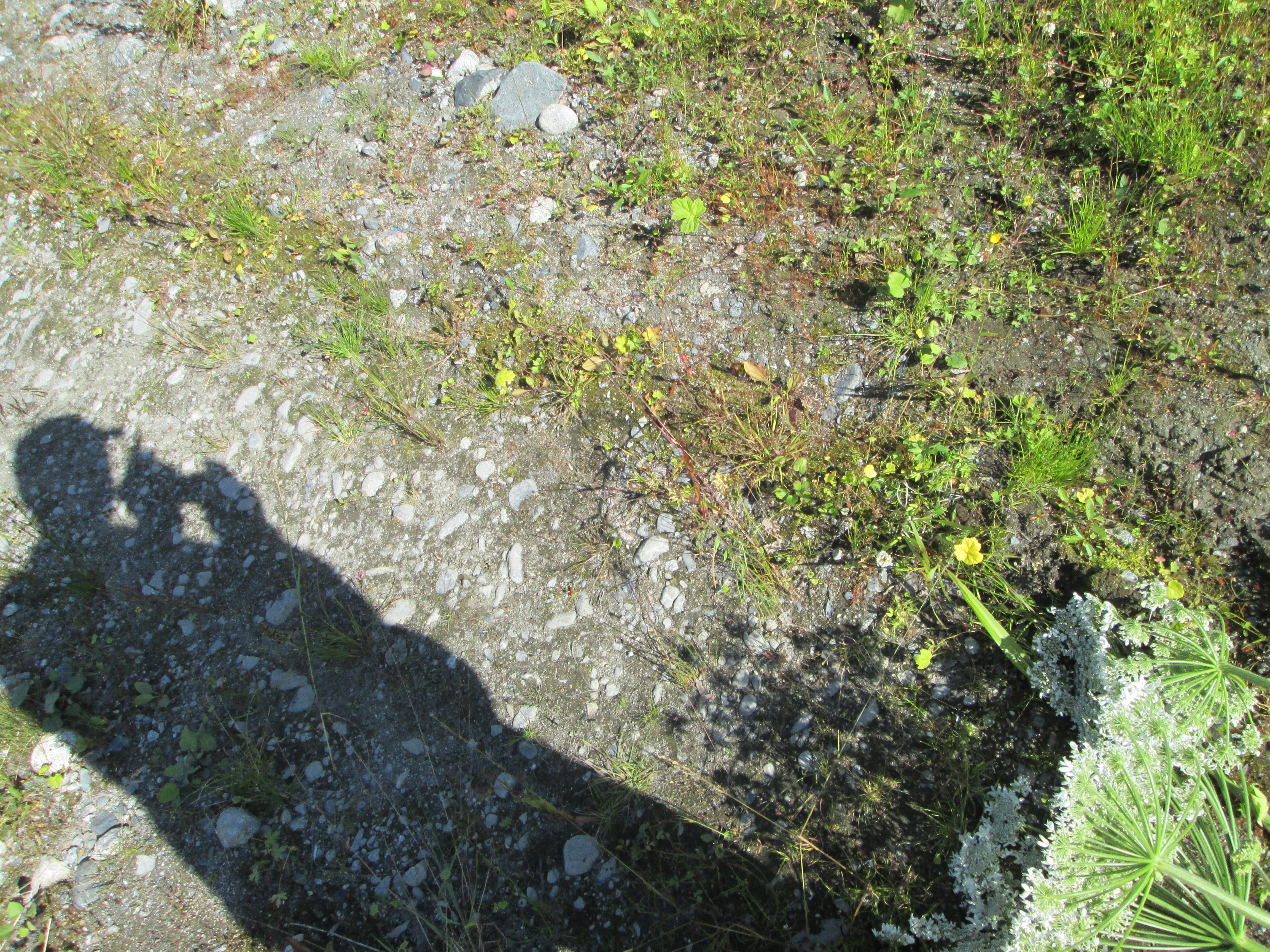IMG_1504.JPG 