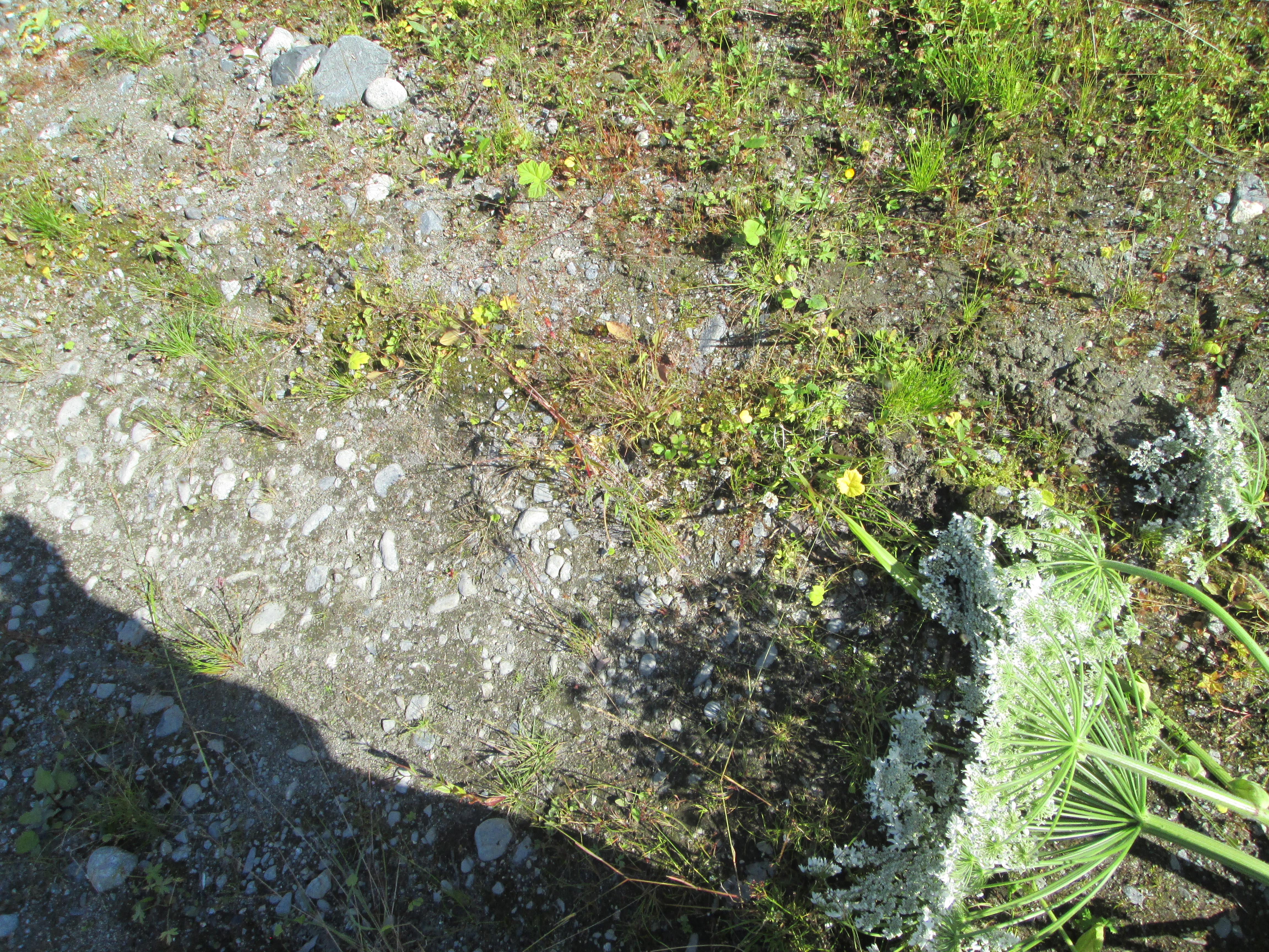 IMG_1505.JPG 