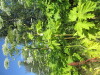 Thumbnail IMG_1514.JPG 