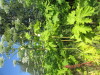 Thumbnail IMG_1515.JPG 
