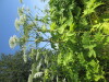 Thumbnail IMG_1516.JPG 