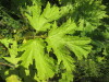 Thumbnail IMG_1517.JPG 