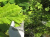 Thumbnail IMG_1518.JPG 