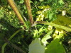 Thumbnail IMG_1519.JPG 