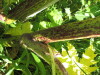 Thumbnail IMG_1520.JPG 
