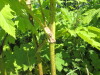 Thumbnail IMG_1522.JPG 