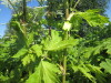 Thumbnail IMG_1523.JPG 
