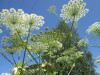 Thumbnail IMG_1524.JPG 