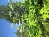 Thumbnail IMG_1525.JPG 
