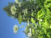 Thumbnail IMG_1526.JPG 