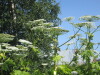Thumbnail IMG_1527.JPG 