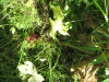 Thumbnail IMG_1528.JPG 