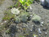 Thumbnail IMG_1530.JPG 