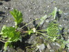 Thumbnail IMG_1531.JPG 
