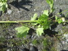 Thumbnail IMG_1532.JPG 