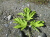 Thumbnail IMG_1533.JPG 