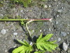 Thumbnail IMG_1534.JPG 