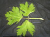 Thumbnail IMG_2479.JPG 