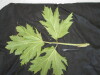 Thumbnail IMG_2480.JPG 