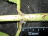 Thumbnail IMG_2481.JPG 