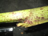 Thumbnail IMG_2482.JPG 