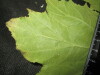 Thumbnail IMG_2483.JPG 