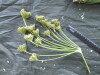 Thumbnail IMG_2484.JPG 