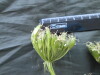 Thumbnail IMG_2485.JPG 