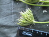 Thumbnail IMG_2486.JPG 