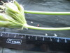 Thumbnail IMG_2487.JPG 