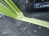Thumbnail IMG_2488.JPG 