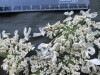 Thumbnail IMG_2489.JPG 