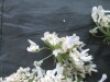 Thumbnail IMG_2490.JPG 