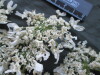 Thumbnail IMG_2491.JPG 