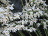 Thumbnail IMG_2492.JPG 