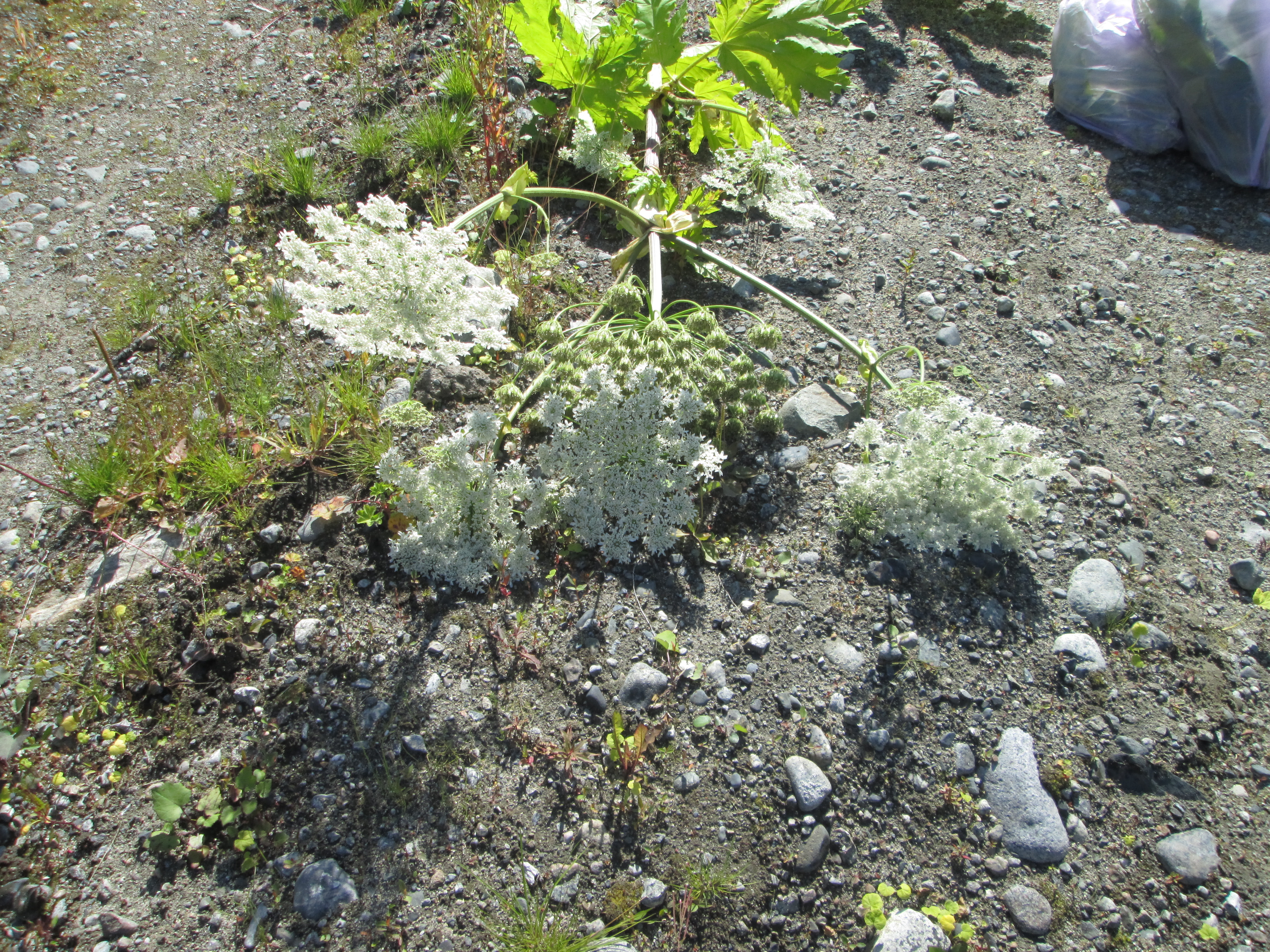 IMG_1530.JPG 